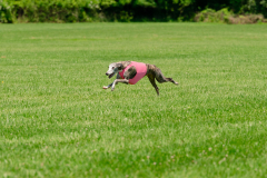 20240526-MemDayWknd-623