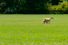 20240526-MemDayWknd-628