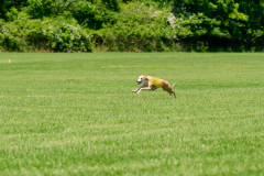 20240526-MemDayWknd-632