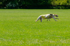 20240526-MemDayWknd-655