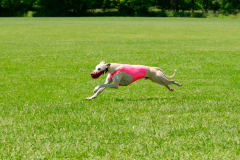 20240526-MemDayWknd-675