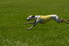 20240526-untitled-938