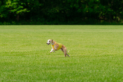 20240526-MemDayWknd-129