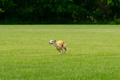 20240526-MemDayWknd-145
