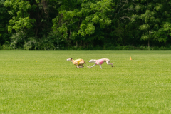 20240526-untitled-261