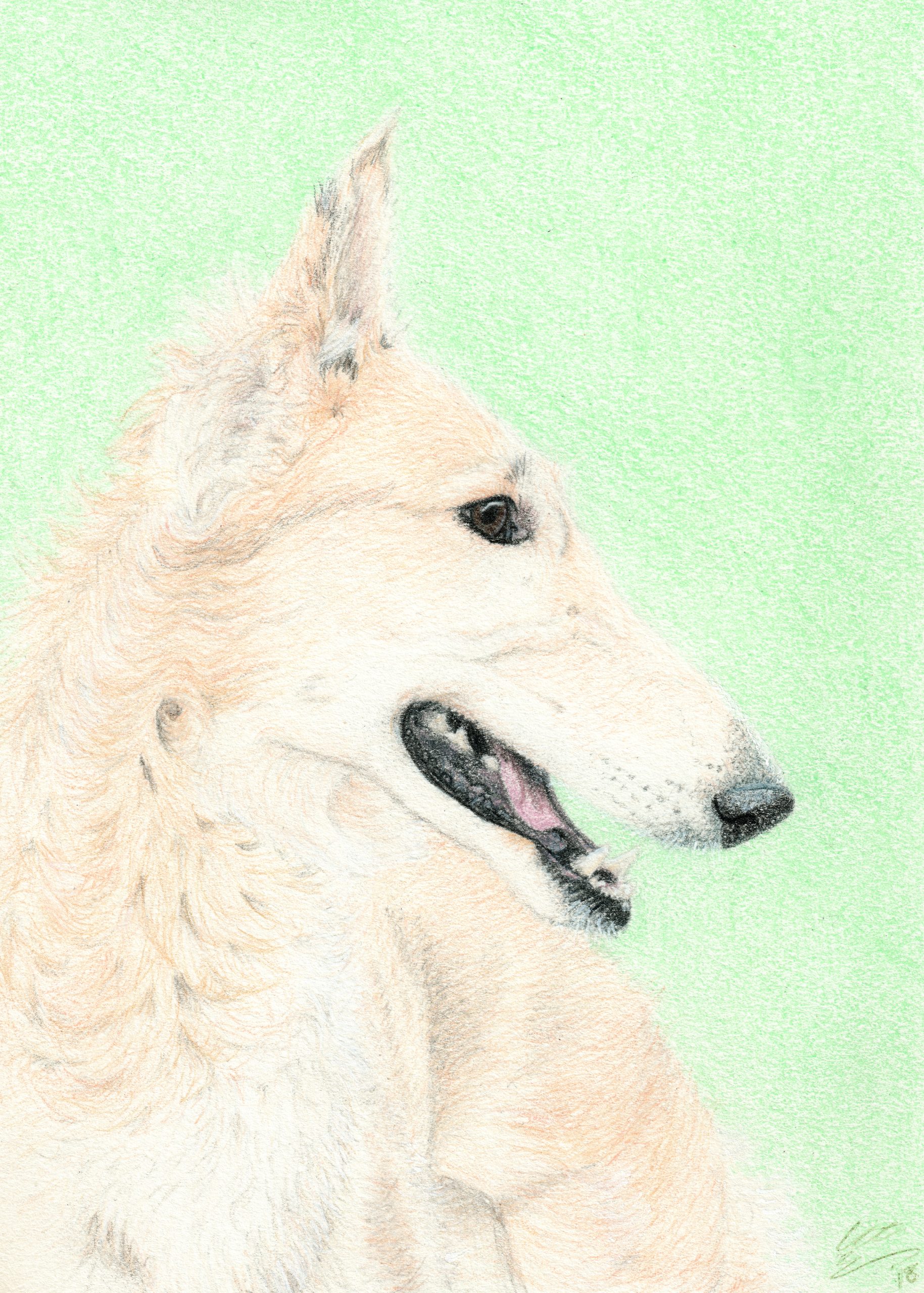 A colored pencil borzoi drawing I completed as a commission