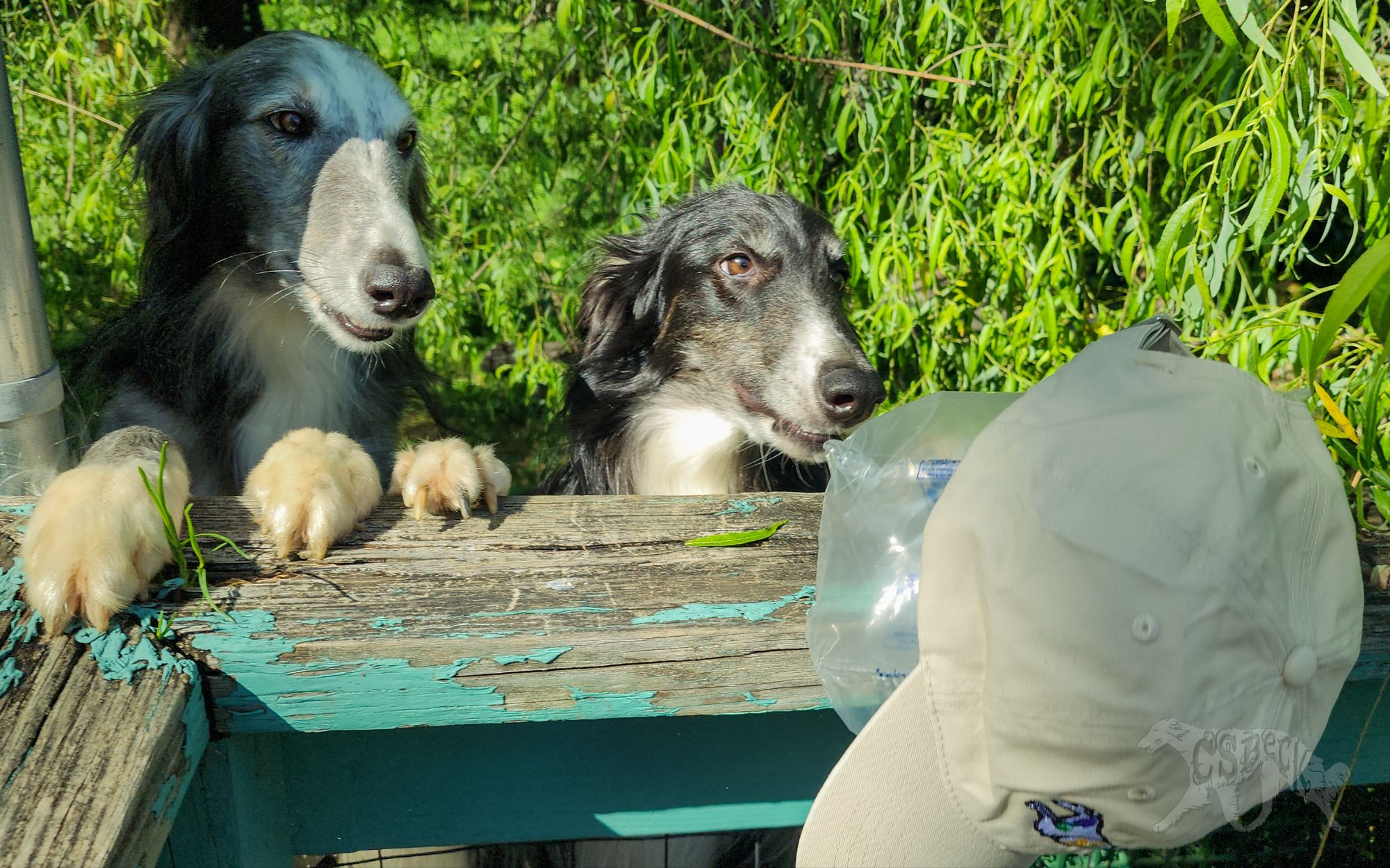 Wildflower Windhound Low Profile Cap - Image 9