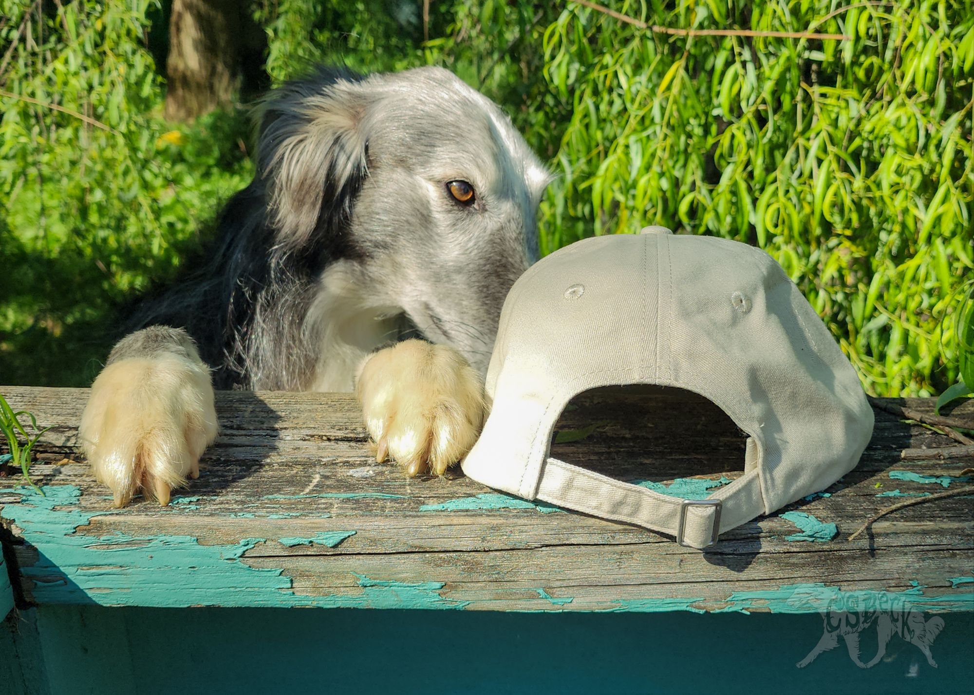 Wildflower Windhound Low Profile Cap - Image 6